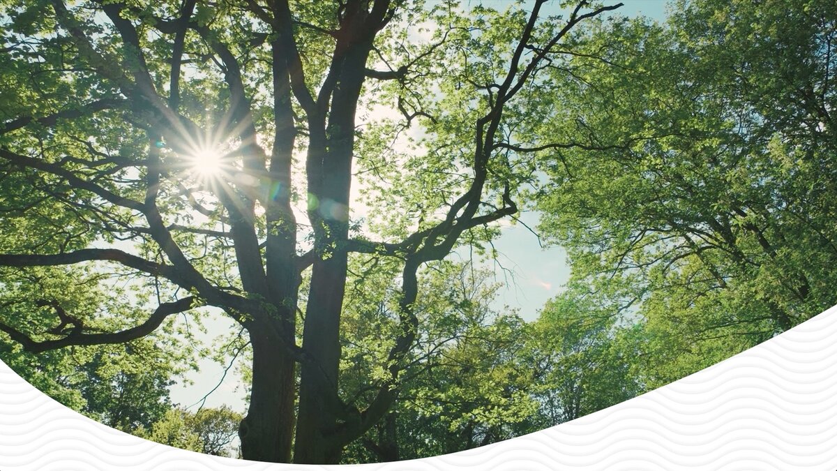 Auf unsere Natur - Für mehr Wald