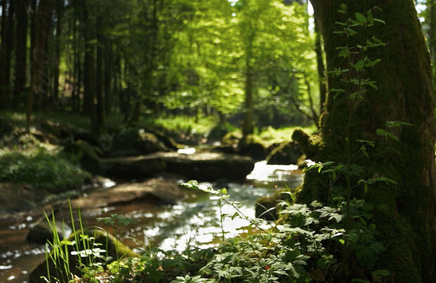 Bild eines Flusses im dichten Wald, umgeben von Bäumen und Büschen.