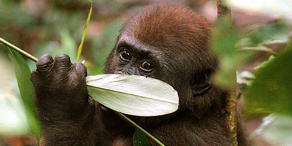 Junger Gorilla hält ein großes Blatt vor seinem Gesicht im Dschungel.